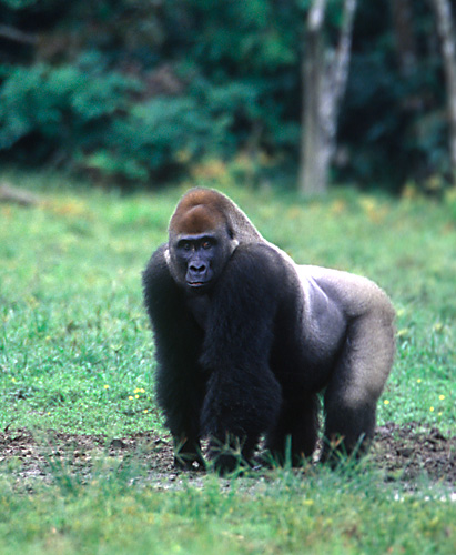 huge silverback gorilla