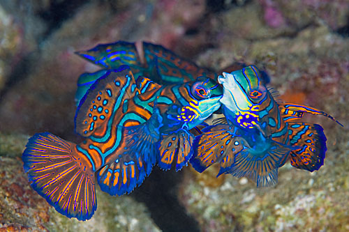 two-mandarinfish-fighting