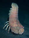 indL_flathead_lobster.jpg (81265 bytes)