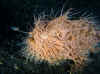 indL_striped_frogfish.jpg (95353 bytes)