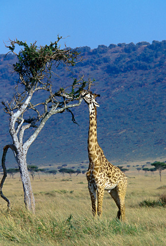 giraffe eating tree