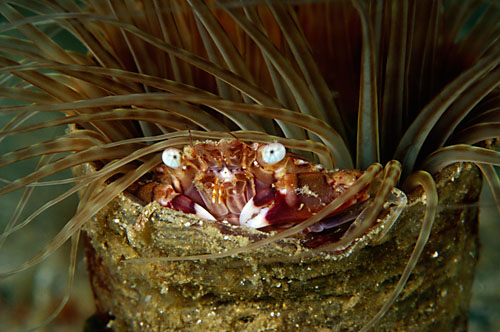 A Harlequin Crab Hiding Just Inside The Rim Of A Tube Anemone